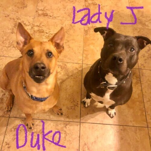 Multiple dogs receiving in-home pet sitting care together in Glendale Arizona
