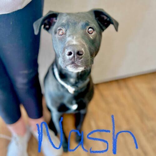Pitbull puppy named Nash participating in in-home puppy training in Glendale Arizona
