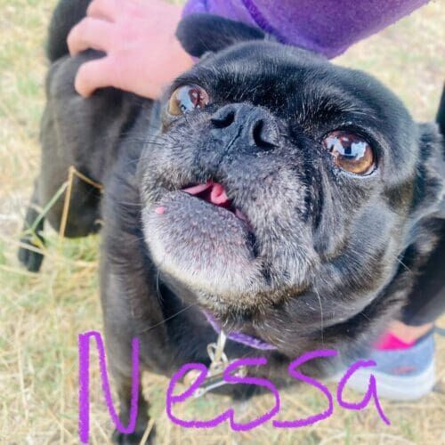 Black pug named Nessa receiving pet sitting services in Phoenix Arizona