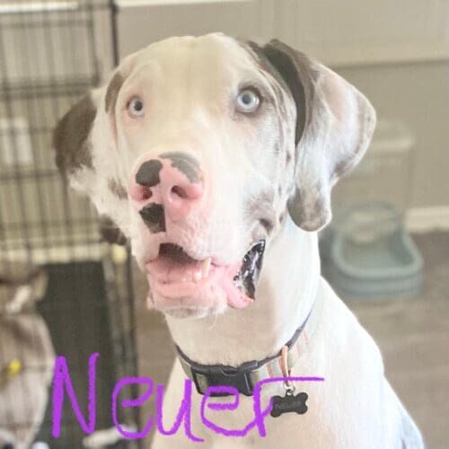 Great Dane named Neuer participating in in-home dog training using positive reinforcement in Peoria Arizona