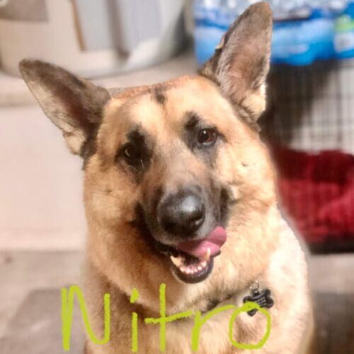 German Shepherd Nitro is all smiles after a thorough dog bath and deshedding service in Arrowhead Ranch, AZ.
