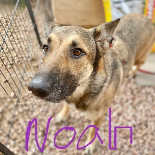 German Shepherd Noah is tired after his dog cleaning, washing and deshedding service in Glendale, AZ.