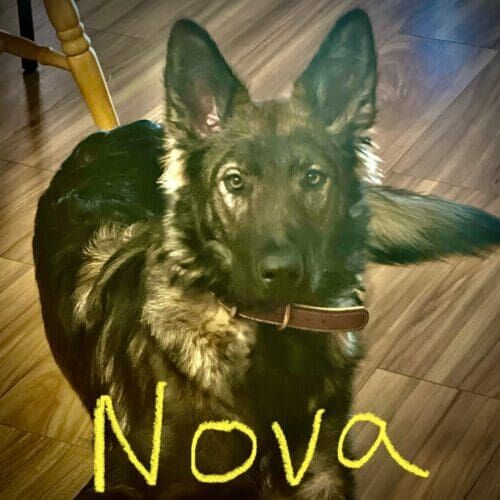 German shepherd wolf hybrid named Nova working on leash obedience and control in Glendale Arizona