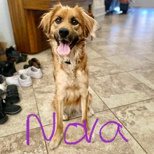 Fearful rescue dog named Nova building confidence through positive reinforcement training in Peoria Arizona