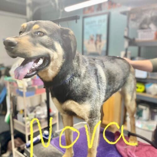 Shepherd mix named Nova receiving a deshedding bath during a grooming visit in Glendale Arizona.
