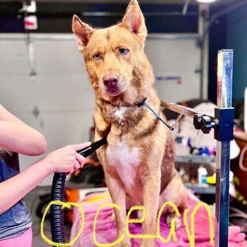 Husky mix named Ocean receiving a seasonal deshedding bath in Arrowhead Ranch Arizona.