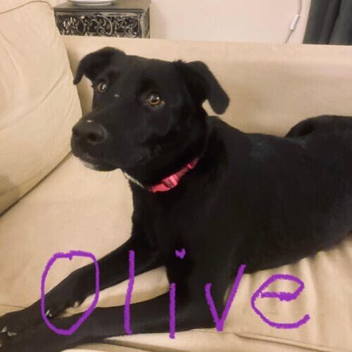 Labrador mix named Olive learning loose leash walking and reducing pulling behavior in Phoenix Arizona