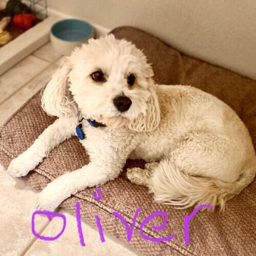Dog named Oliver receiving 24-hour live-in pet sitting care in Sun City West Arizona
