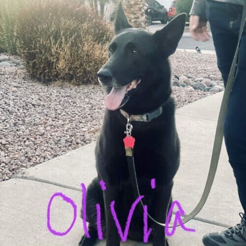 German shepherd named Olivia working on leash reactivity training in Phoenix Arizona