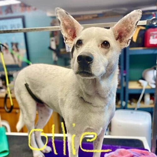 Dog named Ollie receiving a deshedding and whitening grooming service in Glendale Arizona.
