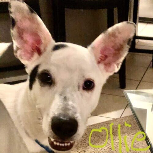 Dog named Ollie staying during a dog boarding visit in Glendale Arizona