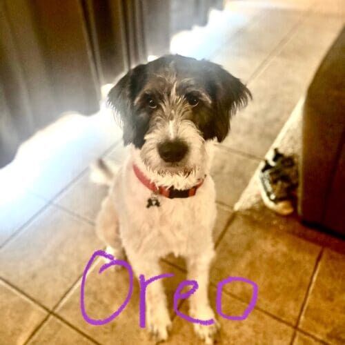 Aussiedoodle puppy, Oreo, was struggling with potty training but was able to get back on track after a few puppy potty training sessions in Litchfield Park, AZ.