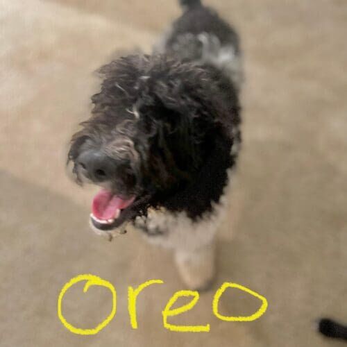 Black and white Aussiedoodle Oreo participating in some much needed in home behavior modification and dog training in Phoenix, AZ