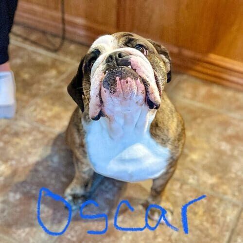 Bulldog named Oscar working on door boundary and desensitization training in Glendale Arizona