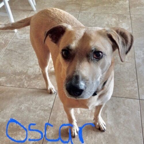 Pitbull mix named Oscar receiving drop-in pet sitting visits in Phoenix Arizona