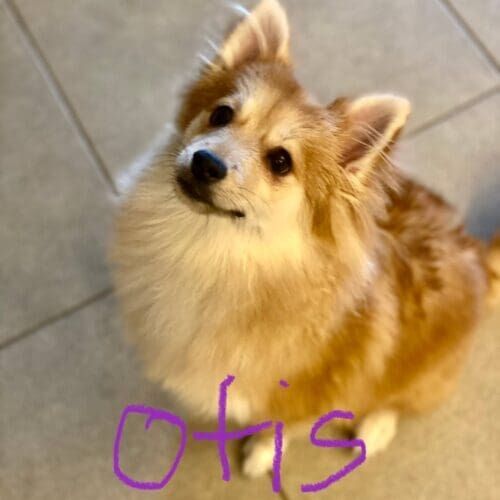 Dog named Otis receiving daily pet sitting visits in Peoria Arizona
