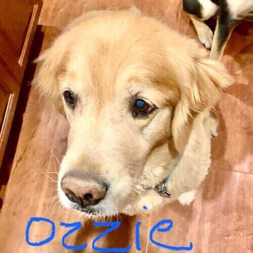 Golden retriever named Ozzie receiving in-home pet sitting visits in Glendale Arizona