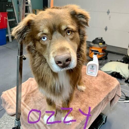 Aussie named Ozzy receiving a deshedding bath using a Furminator during a grooming visit in Glendale Arizona.