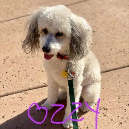 Dog named Ozzy working on leash reactivity training in Phoenix Arizona