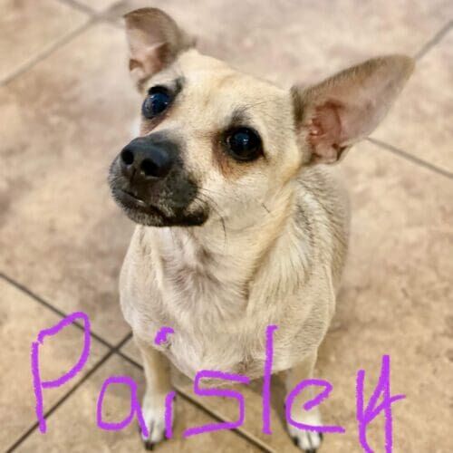 Small rescue puppy Paisley was a bit fearful and needed some help building confidence while also establishing good puppy training habits in Peoria, AZ