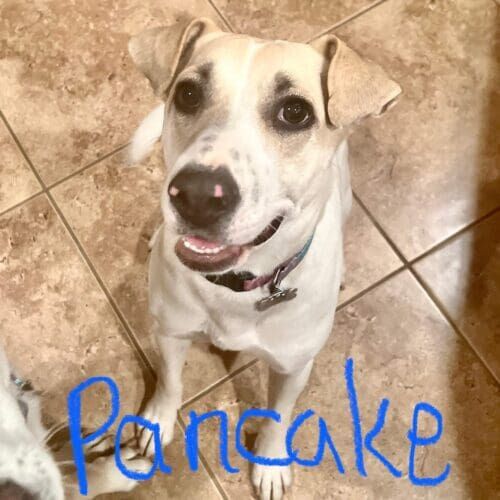 Pitbull mix named Pancake participating in leash reactivity training in Peoria Arizona
