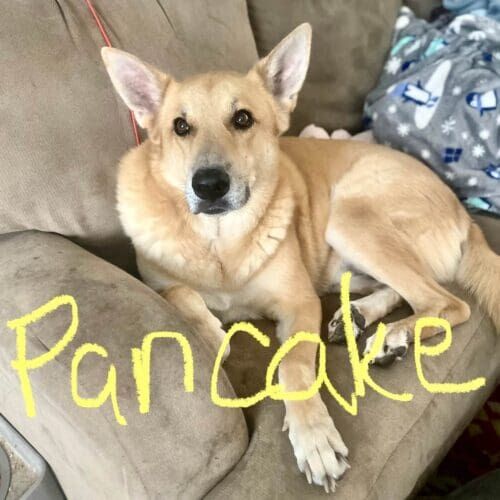 Labrador mix named Pancake participating in in-home dog training in Peoria Arizona