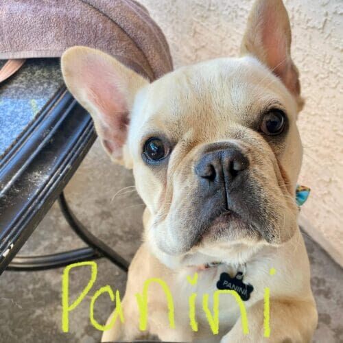 Fawn French Bulldog puppy Panini needed to learn dog skills and language through positive socialization in Glendale, AZ.
