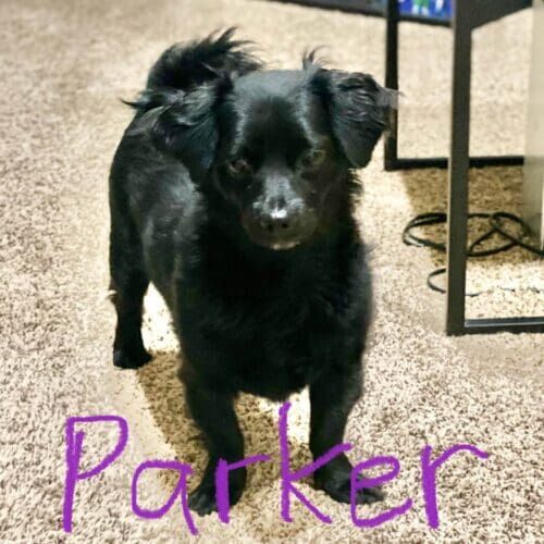 Rescue dog named Parker working on behavior modification to reduce obsessive barking in Peoria Arizona