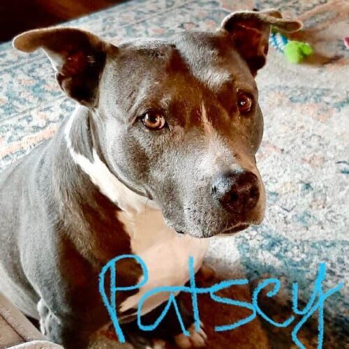 Blue nose pitbull Patsey enjoys snuggling with her pet sitters during at home overnight pet sitting services in Phoenix, AZ