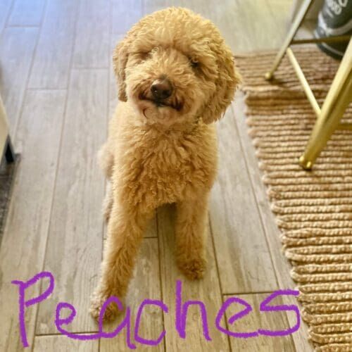 Goldendoodle named Peaches receiving overnight in-home pet sitting care in Phoenix Arizona