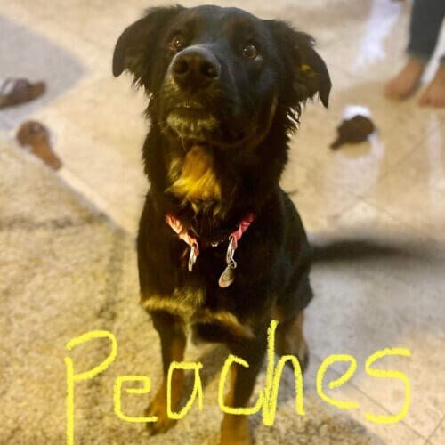 Dog named Peaches practicing obedience training at home in Peoria Arizona