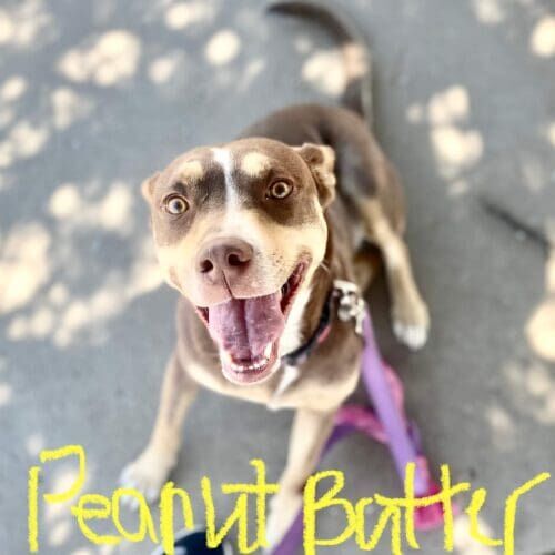 Rescue dog named Peanut Butter working on leash reactivity training using positive reinforcement in Glendale Arizona