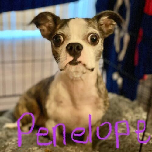 Dog named Penelope practicing obedience training using positive reinforcement in Peoria Arizona