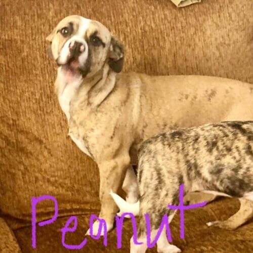 Chihuahua mix named Penny receiving in-home behavior training in Peoria Arizona