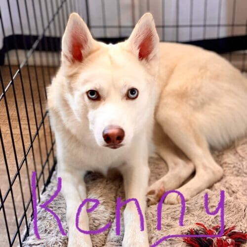 Husky mix named Kenny receiving live-in pet sitting care in Glendale Arizona