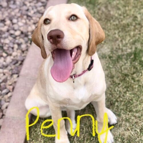 Yellow lab puppy named Penny receiving a midday potty break visit in Peoria Arizona