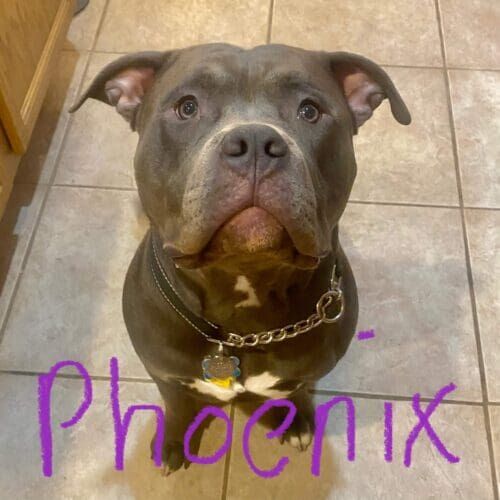 Blue nose pitbull named Phoenix working on leash reactivity and improved walking manners in Phoenix Arizona