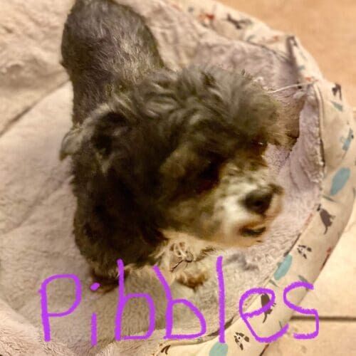 Dog named Pibbles receiving drop-in pet sitting visits in Phoenix Arizona