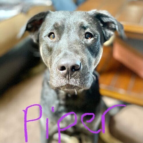 Dog named Piper working on behavior training to stop jumping on people in Glendale Arizona
