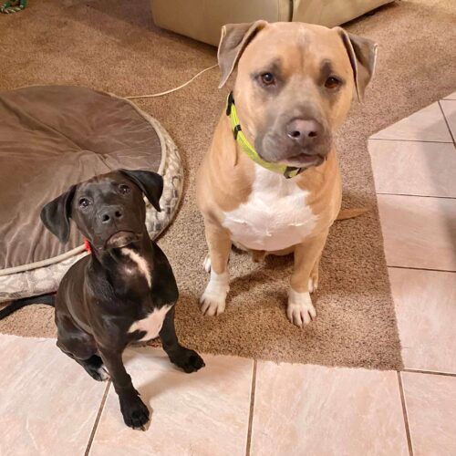 Two pitbull mix dogs posing in perfect sits during their dog sitting services by bonded and insured pet sitters in Glendale, AZ.