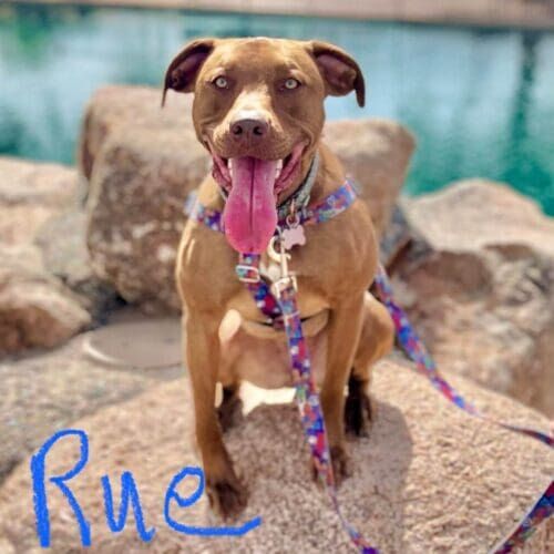 Red nose pitbull Rue showed amazing control and consistency during dog group obedience classes in Phoenix, AZ.