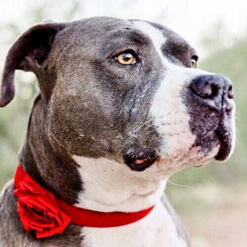 Close up of blue nose xl bully with a rose collar.