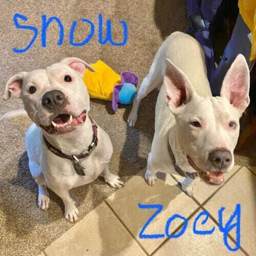 Two white pitbull mixes are happy with the excellent pet sitting services at their home in Glendale, AZ.