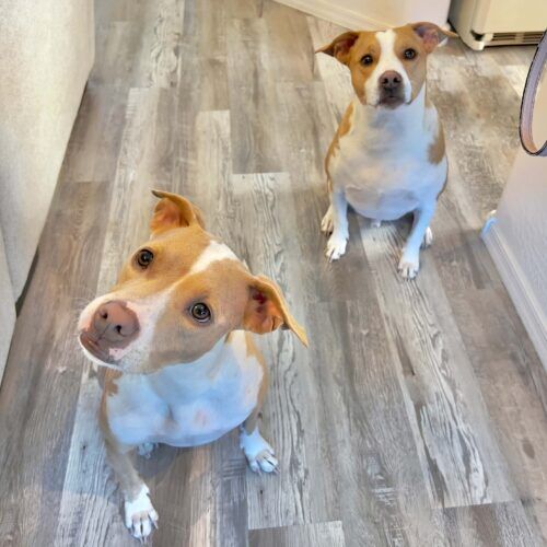 Pitbull participating in in-home dog training using positive reinforcement in Glendale Arizona