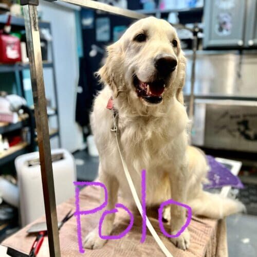 English Cream Retriever named Polo receiving a deshedding bath using a Furminator during a grooming visit in Glendale Arizona.
