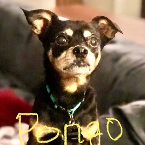 Mixed breed dog named Pongo working on behavior modification training at home in Peoria Arizona