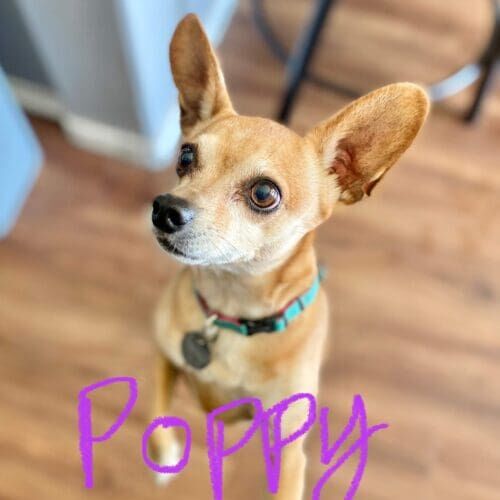 Chihuahua named Poppy working on reducing barking through in-home training in Glendale Arizona