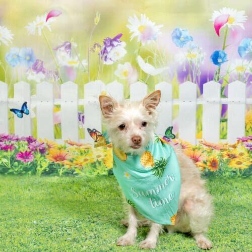 Dog trainer, Krsitie's, second small white dog Zeke during a spring Photoshoot.