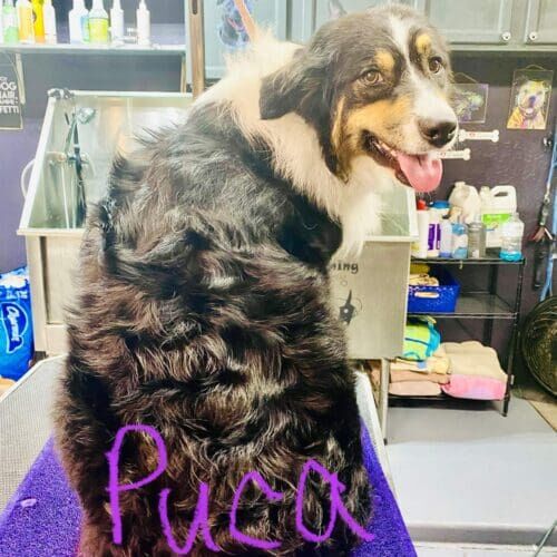Mini Australian Shepherd named Puca receiving a professional grooming service in Glendale Arizona.