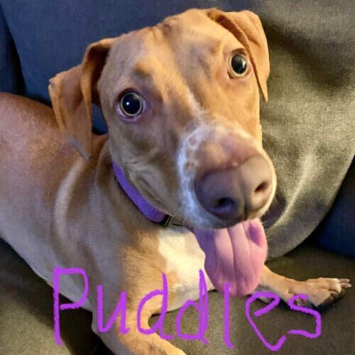 Pitbull mix named Puddles working on leash aggression and behavior modification training in Phoenix Arizona